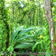 BHAWAL NATIONAL PARK 14